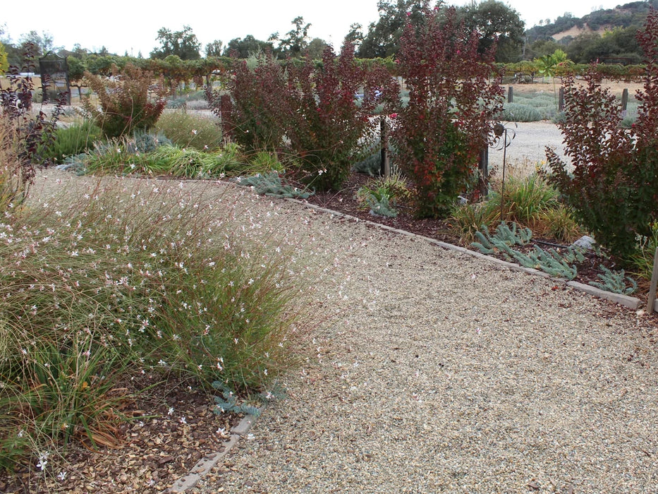 Lodi Gold River Rock