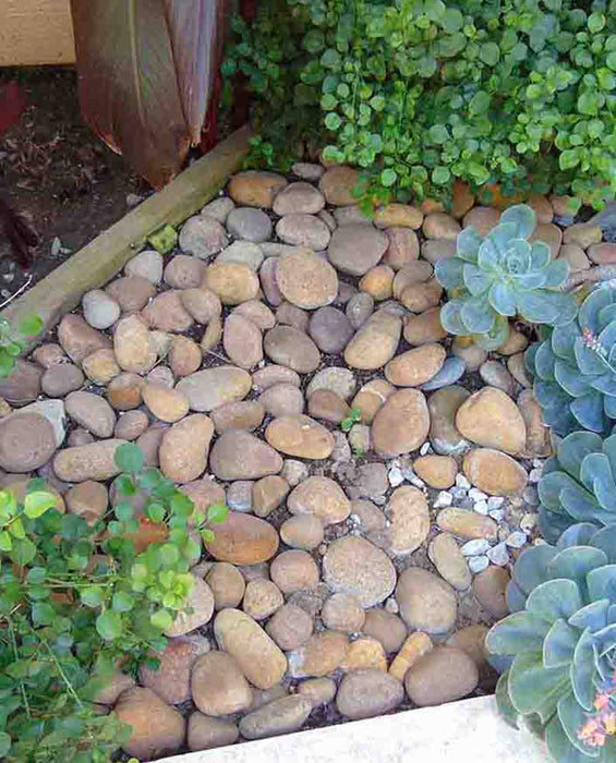 Baja Sunburst Beach Cobble 2" - 3"