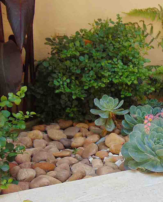 Baja Sunburst Beach Cobble 2" - 3"