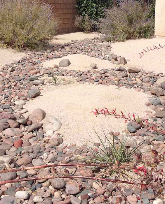 Desert Rose D. G.