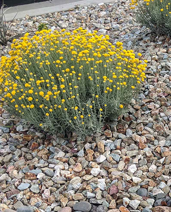 Palomino Gold Gravel