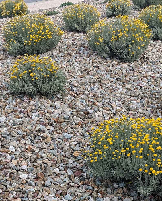 Palomino Gold Gravel