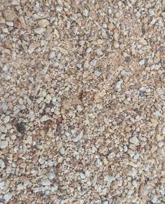 Palomino Gold D. G.